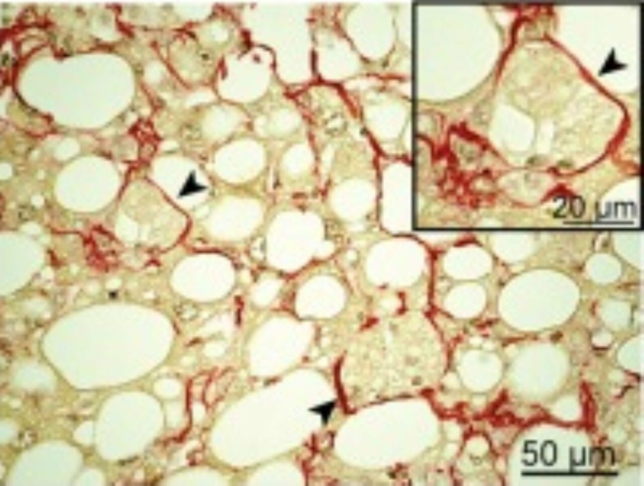 Colorations Histologiques PICMO colorations-histologiques-picmo